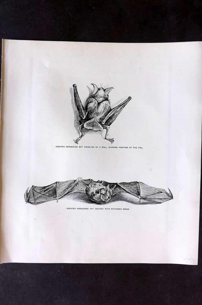Millais, John 1904 Rare Folio Print. Bats - Horseshoe Bats: Folio Lithograph Published 1904, London for "The Mammals of Great Britain and Ireland" by John Guille Millais. Illustrated by Archibald Thorburn, George Lodge and the Author. Rare - Limited Edition of