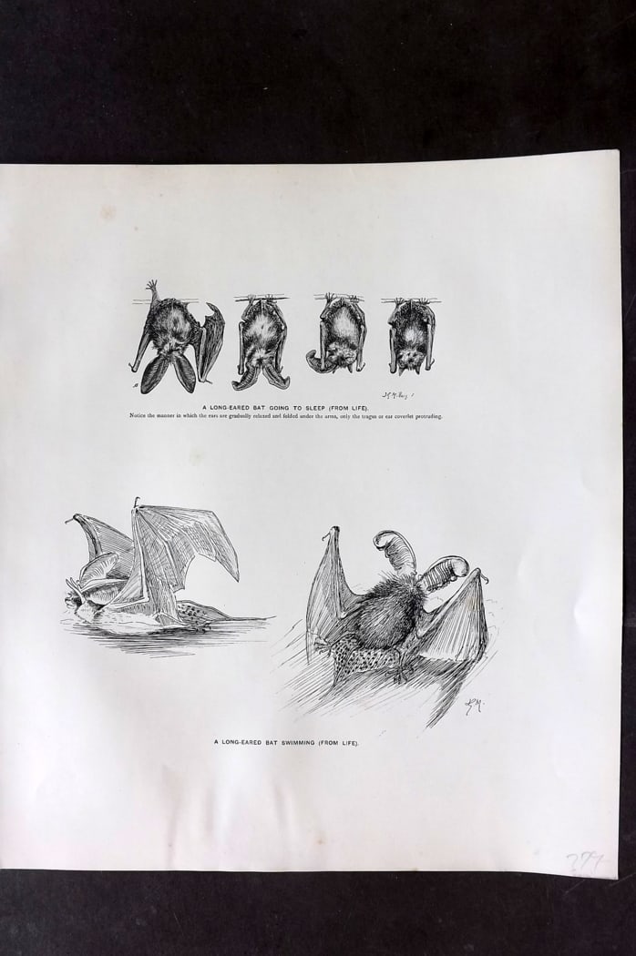 Millais, John 1904 Rare Folio Print. Bats - Long Eared Bats: Folio Lithograph Published 1904, London for "The Mammals of Great Britain and Ireland" by John Guille Millais. Illustrated by Archibald Thorburn, George Lodge and the Author. Rare - Limited Edition of