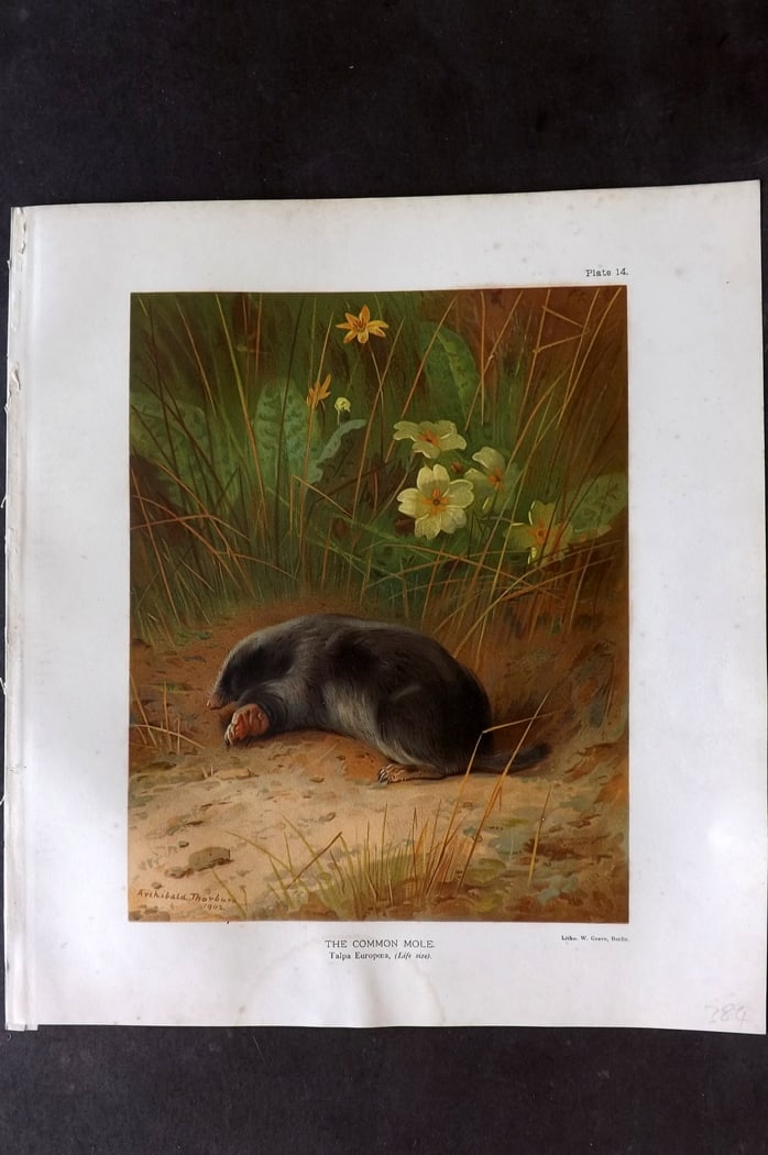 Millais, John 1904 Rare Folio Print. Common Mole (1 of 1)