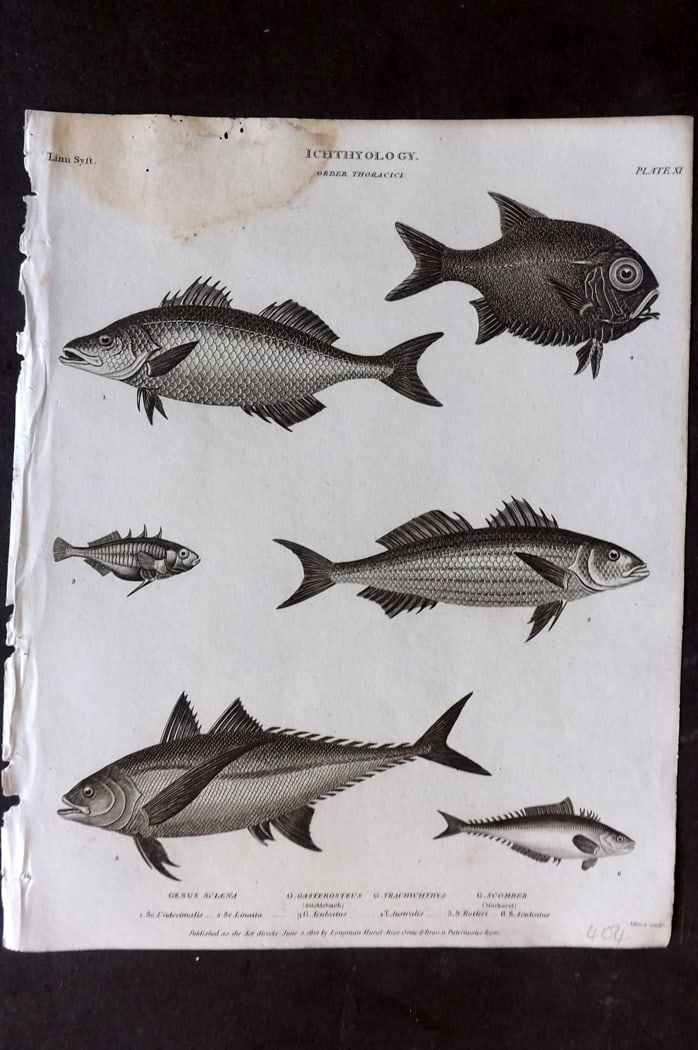 Rees, Abraham 1820 Antique Fish Print. Mackerel, Stickleback, Sciaene, Scomber: Copper Plate Published 1802-20 by Longman, Hurst, Rees & Orme for "The Cycloaedia: or, Universal dictionary of arts, sciences, and literature" By Abraham Rees. Paper Size: 10.5 x 8.5 inch (27 x 22cm) 