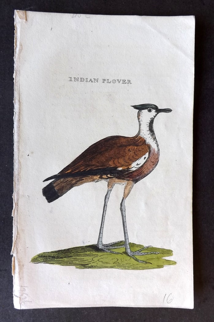 Brightly (Pub) 1815 Hand Coloured Bird Print. Indian Plover (1 of 1)