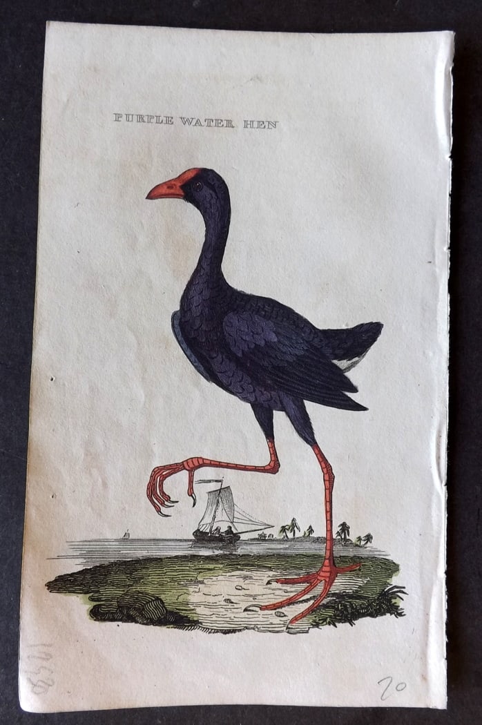Brightly (Pub) 1815 Hand Coloured Bird Print. Purple Water Hen: Hand Colored Copper Plate Published 1815 by Brightly & Childs, Bungay for "The Natural History of Birds" Paper Size: 8 x 4.25 inch (20 x 14cm) Good Condition