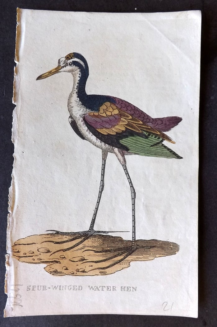 Brightly (Pub) 1815 Hand Coloured Bird Print. Spur Winged Water Hen: Hand Colored Copper Plate Published 1815 by Brightly & Childs, Bungay for "The Natural History of Birds" Paper Size: 8 x 4.25 inch (20 x 14cm) Good Condition