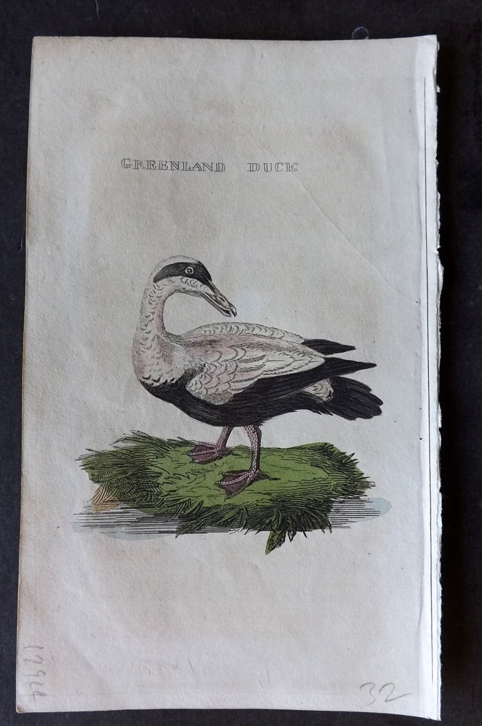 Brightly (Pub) 1815 Hand Coloured Bird Print. Greenland Duck: Hand Colored Copper Plate Published 1815 by Brightly & Childs, Bungay for "The Natural History of Birds" Paper Size: 8 x 4.25 inch (20 x 14cm) Very minor background toning. Good Condition