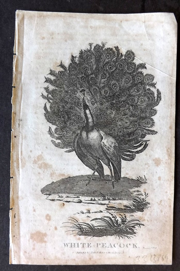 Goldsmith, Oliver C1815 Antique Bird Print. White Peacock: Copper Plate Published C1815, Liverpool for "A History of the Earth and Animated Nature" by Oliver Goldsmith. Paper Size: 8 x 5 inch (21 x 13cm) Background toning present.
