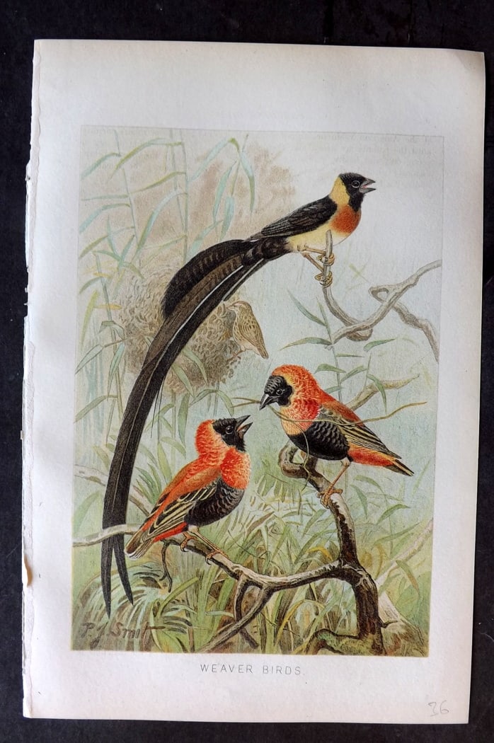 Lydekker, Richard 1896 Antique Bird Print. Weaver Birds (1 of 1)