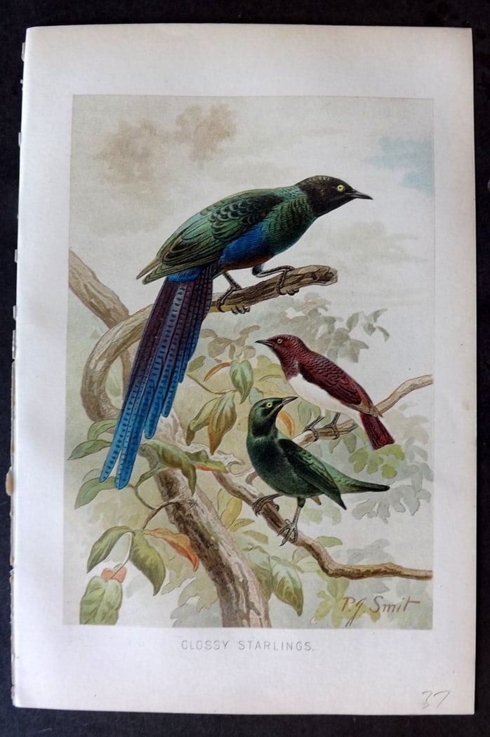 Lydekker, Richard 1896 Antique Bird Print. Glossy Starlings: Chromolithograph Published 1894-96, London for "The Royal Natural History" by Richard Lydekker. Illustrated by Smit, Keulemans, Wolf and others. Paper Size: 10 x 6.5 inch (25 x 16.5cm) Good Condition