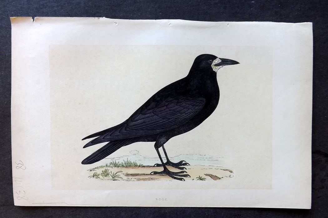Morris, Francis 1851 Hand Col Bird Print. Rook: Woodblock Published 1851-57, London for "A History of British Birds" First Edition by the Rev. Francis Orpen Morris. Printed in colours and finished by hand. Paper Size: 9.5 x 6 inch (24 x 15cm) Good 