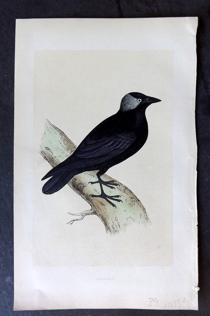 Morris, Francis 1851 Hand Col Bird Print. Jackdaw: Woodblock Published 1851-57, London for "A History of British Birds" First Edition by the Rev. Francis Orpen Morris. Printed in colours and finished by hand. Paper Size: 9.5 x 6 inch (24 x 15cm) Good 