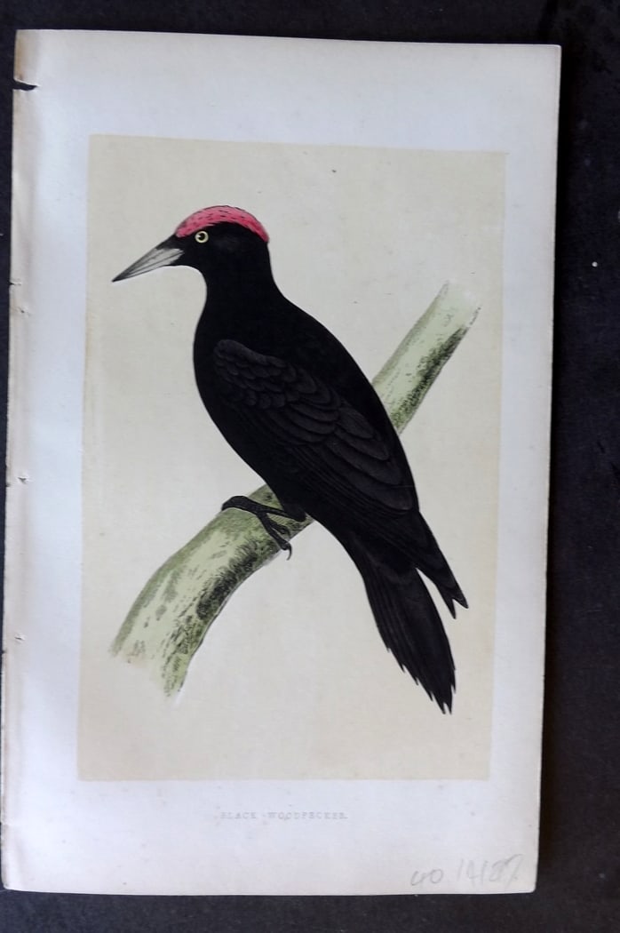 Morris, Francis 1851 Hand Col Bird Print. Black Woodpecker: Woodblock Published 1851-57, London for "A History of British Birds" First Edition by the Rev. Francis Orpen Morris. Printed in colours and finished by hand. Paper Size: 9.5 x 6 inch (24 x 15cm) Good 