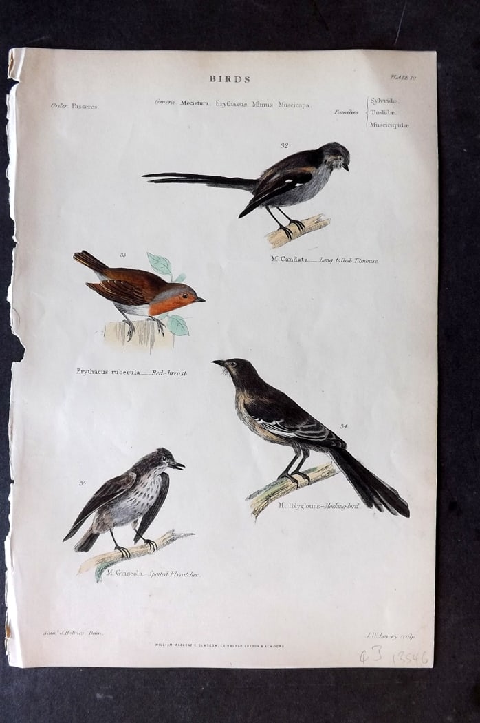 Richardson 1862 HC Bird Print. Robin Redbreast, Titmouse, Flycatcher, Mocking Bird 10: Hand Colored Steel Engraving/Etching Published 1859-62 by William Mackenzie, Edinburgh & London for "The Museum of Natural History" by John Richardson. Paper Size: 10.5 x 7 inch (27 x 18cm) Good Condi