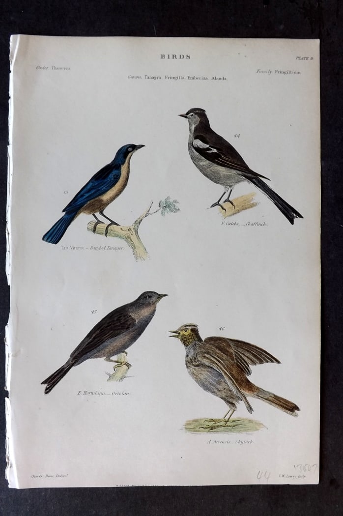 Richardson 1862 HC Bird Print. Banded Tanager, Ortolan, Chaffinch, Skylark 13: Hand Colored Steel Engraving/Etching Published 1859-62 by William Mackenzie, Edinburgh & London for "The Museum of Natural History" by John Richardson. Paper Size: 10.5 x 7 inch (27 x 18cm) Good Condi