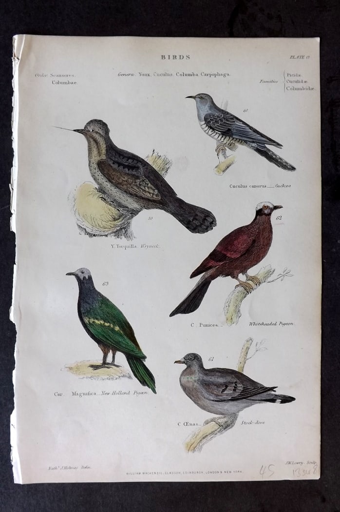 Richardson 1862 HC Bird Print. New Hollan Pigeon, Stock Dove, Cuckoo, Wryneck 17: Hand Colored Steel Engraving/Etching Published 1859-62 by William Mackenzie, Edinburgh & London for "The Museum of Natural History" by John Richardson. Paper Size: 10.5 x 7 inch (27 x 18cm) Good Condi