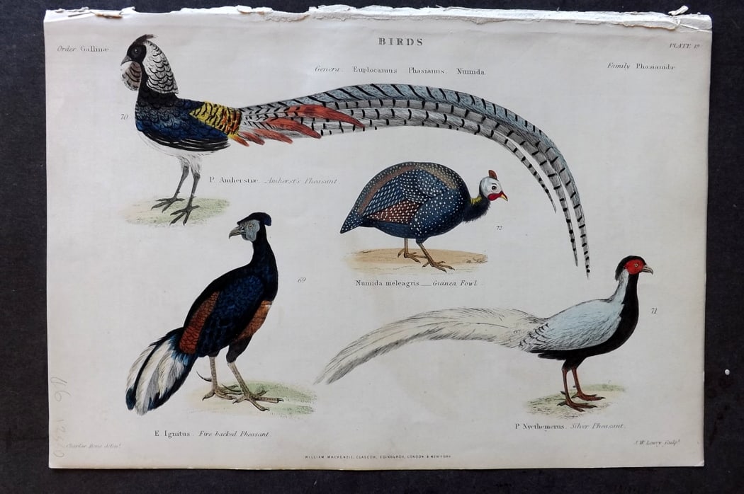 Richardson 1862 HC Bird Print. Amherst's, Five-Backed & Silver Pheasant, Guinea Fowl 19: Hand Colored Steel Engraving/Etching Published 1859-62 by William Mackenzie, Edinburgh & London for "The Museum of Natural History" by John Richardson. Paper Size: 10.5 x 7 inch (27 x 18cm) Good Condi
