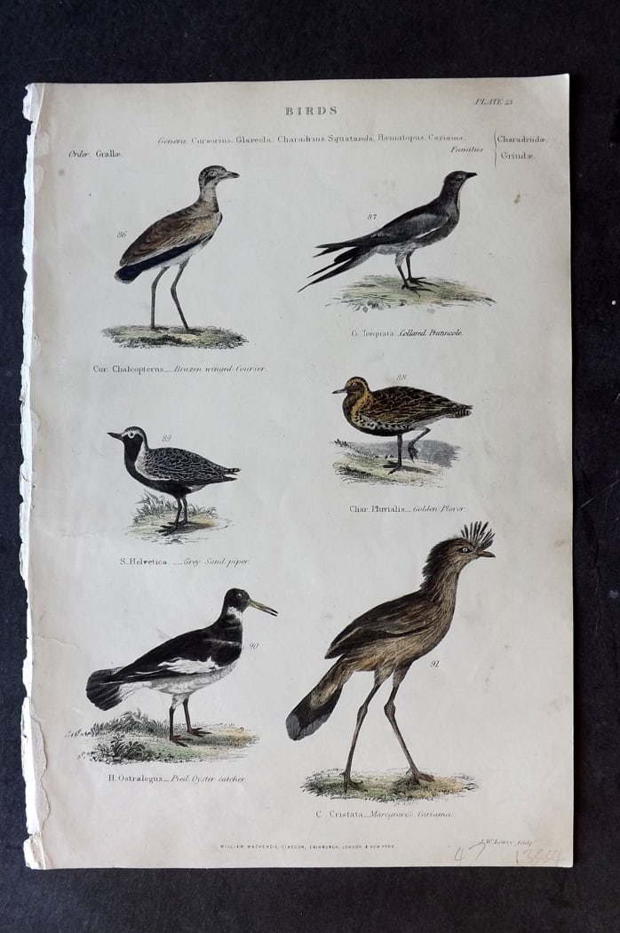 Richardson 1862 HC Bird Print. Bronze Winged Courser, Golden Plover, Oyster Catcher 23: Hand Colored Steel Engraving/Etching Published 1859-62 by William Mackenzie, Edinburgh & London for "The Museum of Natural History" by John Richardson. Paper Size: 10.5 x 7 inch (27 x 18cm) Very minor