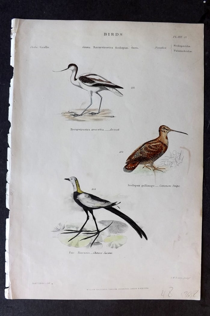 Richardson 1862 HC Bird Print. Avocet, Chinese Jacamar, Common Snipe 27: Hand Colored Steel Engraving/Etching Published 1859-62 by William Mackenzie, Edinburgh & London for "The Museum of Natural History" by John Richardson. Paper Size: 10.5 x 7 inch (27 x 18cm) Very minor