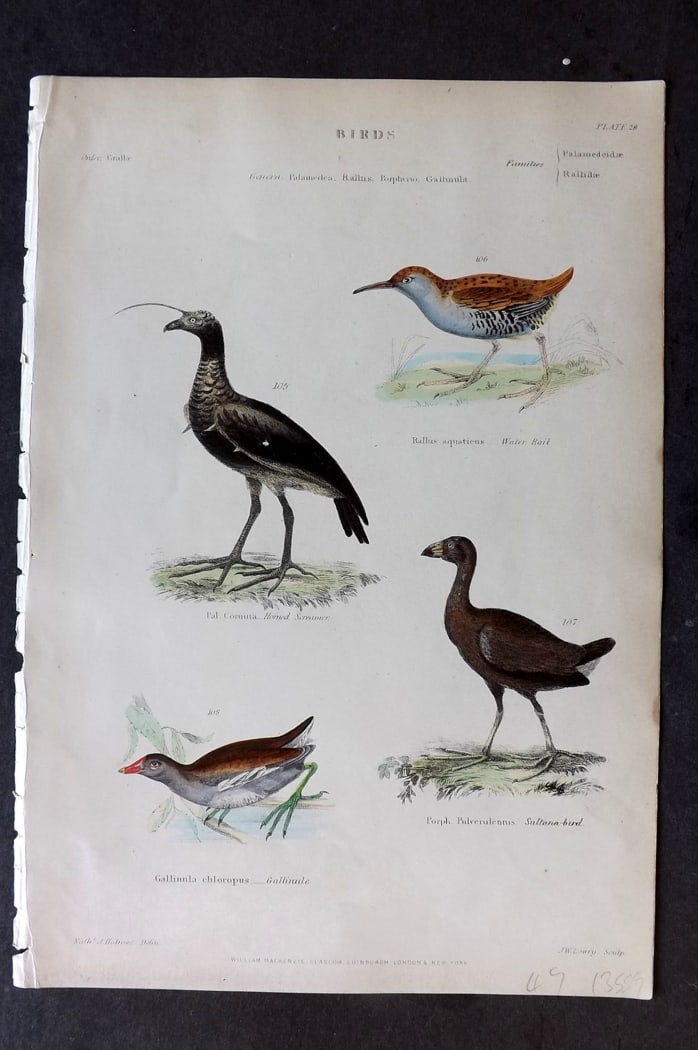 Richardson 1862 HC Bird Print. Horned Screamer, Water Rail, Gallinule, Sultana Bird 28: Hand Colored Steel Engraving/Etching Published 1859-62 by William Mackenzie, Edinburgh & London for "The Museum of Natural History" by John Richardson. Paper Size: 10.5 x 7 inch (27 x 18cm) Good Condi
