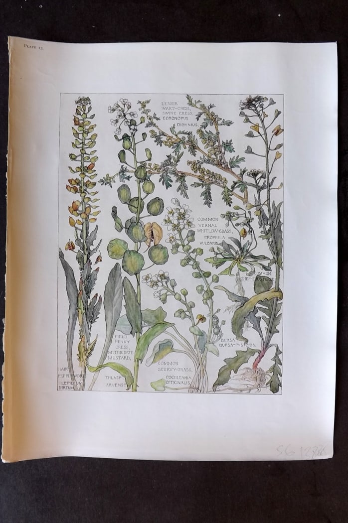 Adams, Harriet Isabel 1907 Art Nouveau Botanical Print. Cress, Shepherd's Purse, Scurcy Grass 15 (1 of 1)