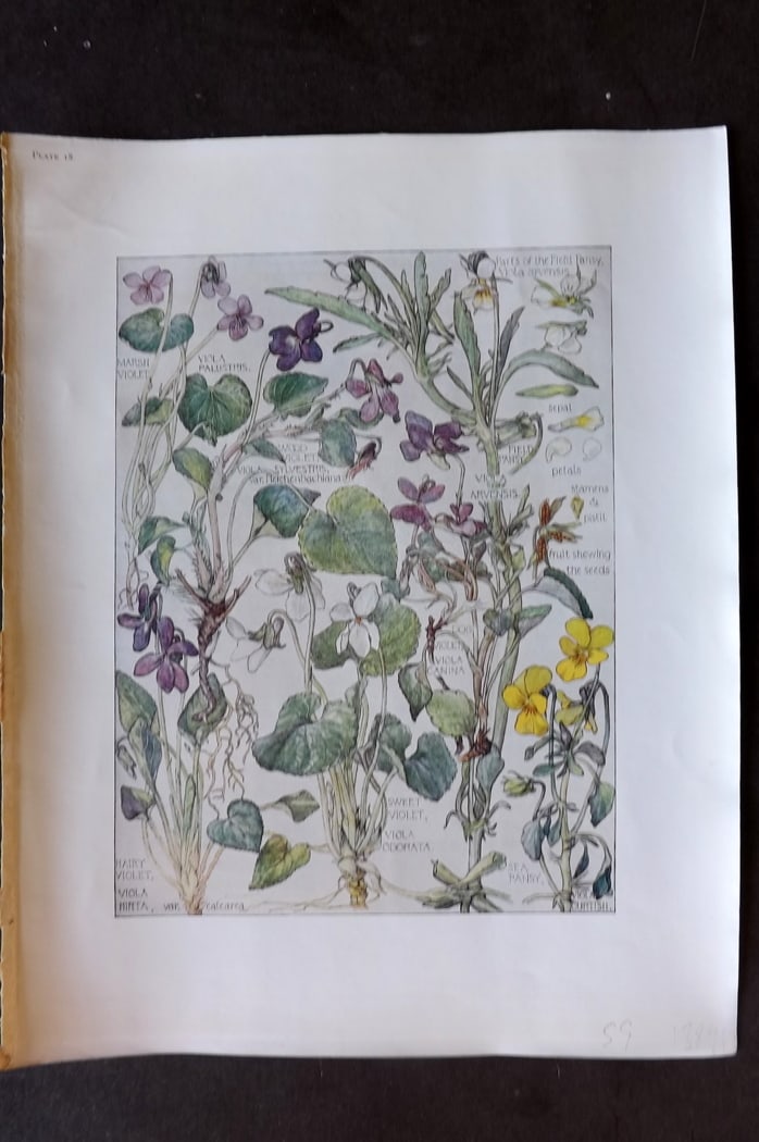 Adams, Harriet Isabel 1907 Art Nouveau Botanical Print. Marsh Violet, Dog Violet, Field Pansy 18 (1 of 1)