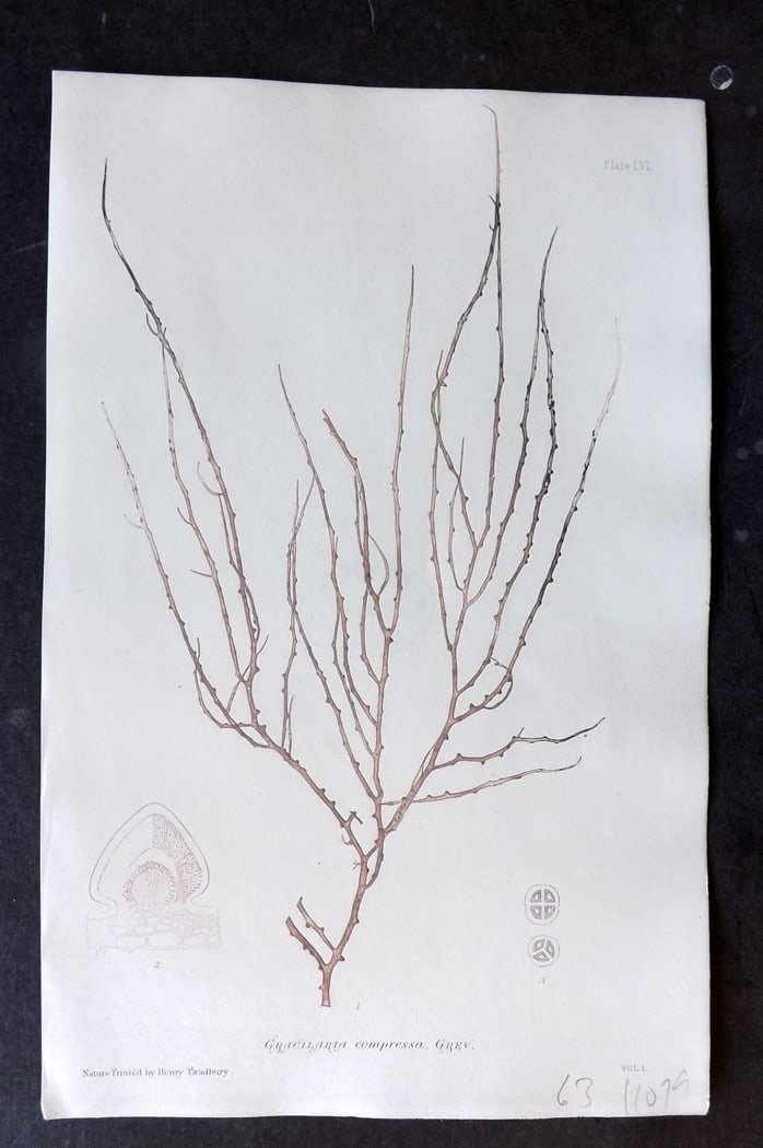 Bradbury 1859 Nature Printed Seaweed Print. Gracilaria Compressa 56: Nature Printed Electrotype Published 1859 by Henry Bradbury, London for "The Nature-Printed British Sea-Weeds" by William Grosart Johnstone and Alexander Croall. Paper Size: 9 x 6 inch (24 x 16cm) Ink