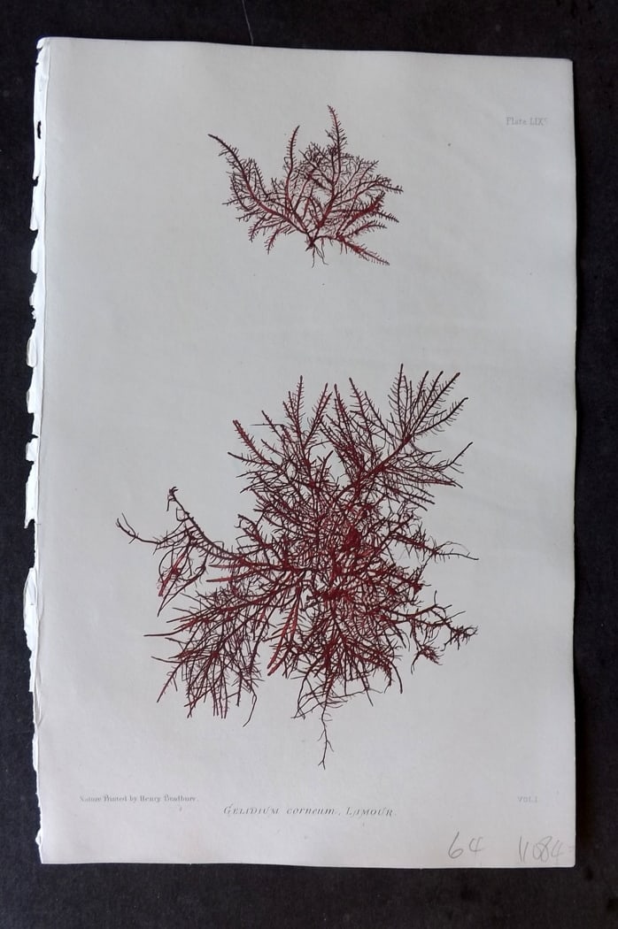 Bradbury 1859 Nature Printed Seaweed Print. Gelidium Corneum 59**: Nature Printed Electrotype Published 1859 by Henry Bradbury, London for "The Nature-Printed British Sea-Weeds" by William Grosart Johnstone and Alexander Croall. Paper Size: 9 x 6 inch (24 x 16cm) Ink