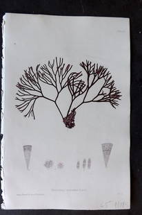 Bradbury 1859 Nature Printed Seaweed Print. Polyides Rotundus 60: Nature Printed Electrotype Published 1859 by Henry Bradbury, London for "The Nature-Printed British Sea-Weeds" by William Grosart Johnstone and Alexander Croall. Paper Size: 9 x 6 inch (24 x 16cm) Ink