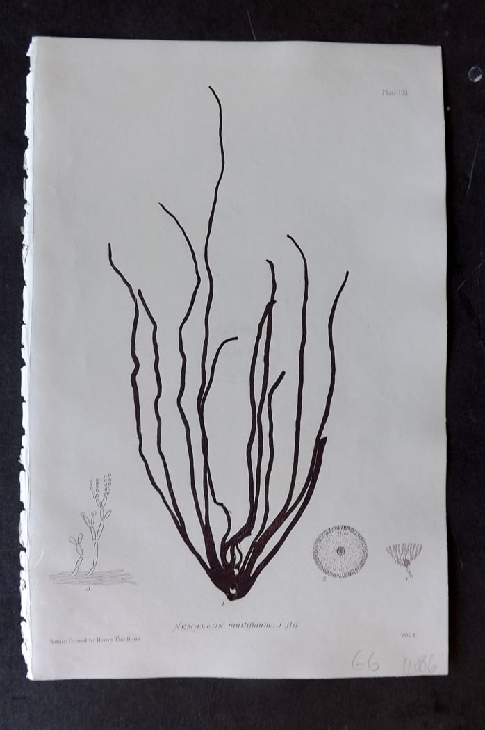 Bradbury 1859 Nature Printed Seaweed Print. Nemaleon Multifidum 61: Nature Printed Electrotype Published 1859 by Henry Bradbury, London for "The Nature-Printed British Sea-Weeds" by William Grosart Johnstone and Alexander Croall. Paper Size: 9 x 6 inch (24 x 16cm) Ink