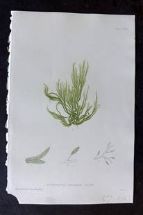 Bradbury 1859 Nature Printed Seaweed Print. Ectocarpus Tomentosus 177: Nature Printed Electrotype Published 1859 by Henry Bradbury, London for "The Nature-Printed British Sea-Weeds" by William Grosart Johnstone and Alexander Croall. Paper Size: 9 x 6 inch (24 x 16cm) Ink