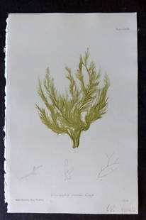 Bradbury 1859 Nature Printed Seaweed Print. Ectocarpus Crinitus 178: Nature Printed Electrotype Published 1859 by Henry Bradbury, London for "The Nature-Printed British Sea-Weeds" by William Grosart Johnstone and Alexander Croall. Paper Size: 9 x 6 inch (24 x 16cm) Ink