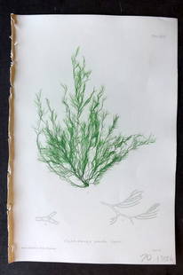 Bradbury 1859 Nature Printed Seaweed Print. Cladophora Gracilis 192: Nature Printed Electrotype Published 1859 by Henry Bradbury, London for "The Nature-Printed British Sea-Weeds" by William Grosart Johnstone and Alexander Croall. Paper Size: 9 x 6 inch (24 x 16cm) Ink