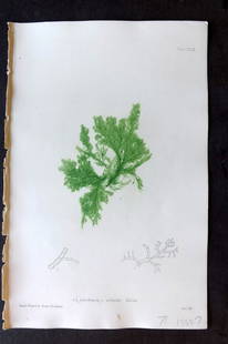 Bradbury 1859 Nature Printed Seaweed Print. Cladophora Refracta 193: Nature Printed Electrotype Published 1859 by Henry Bradbury, London for "The Nature-Printed British Sea-Weeds" by William Grosart Johnstone and Alexander Croall. Paper Size: 9 x 6 inch (24 x 16cm) Ink