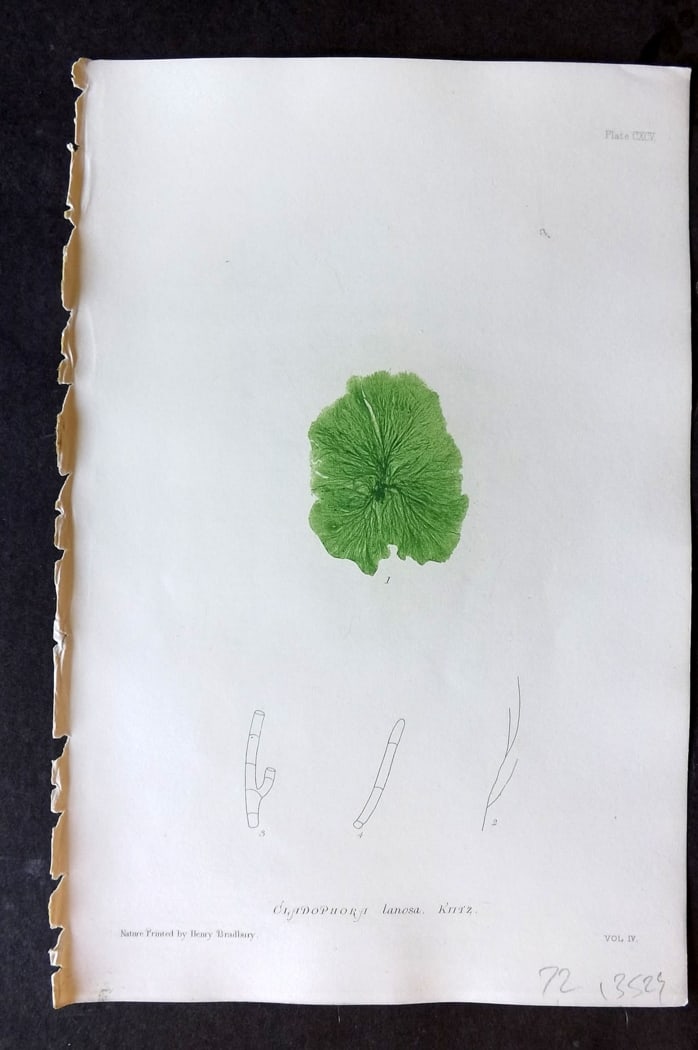 Bradbury 1859 Nature Printed Seaweed Print. Cladophora Lanosa 195: Nature Printed Electrotype Published 1859 by Henry Bradbury, London for "The Nature-Printed British Sea-Weeds" by William Grosart Johnstone and Alexander Croall. Paper Size: 9 x 6 inch (24 x 16cm) Ink