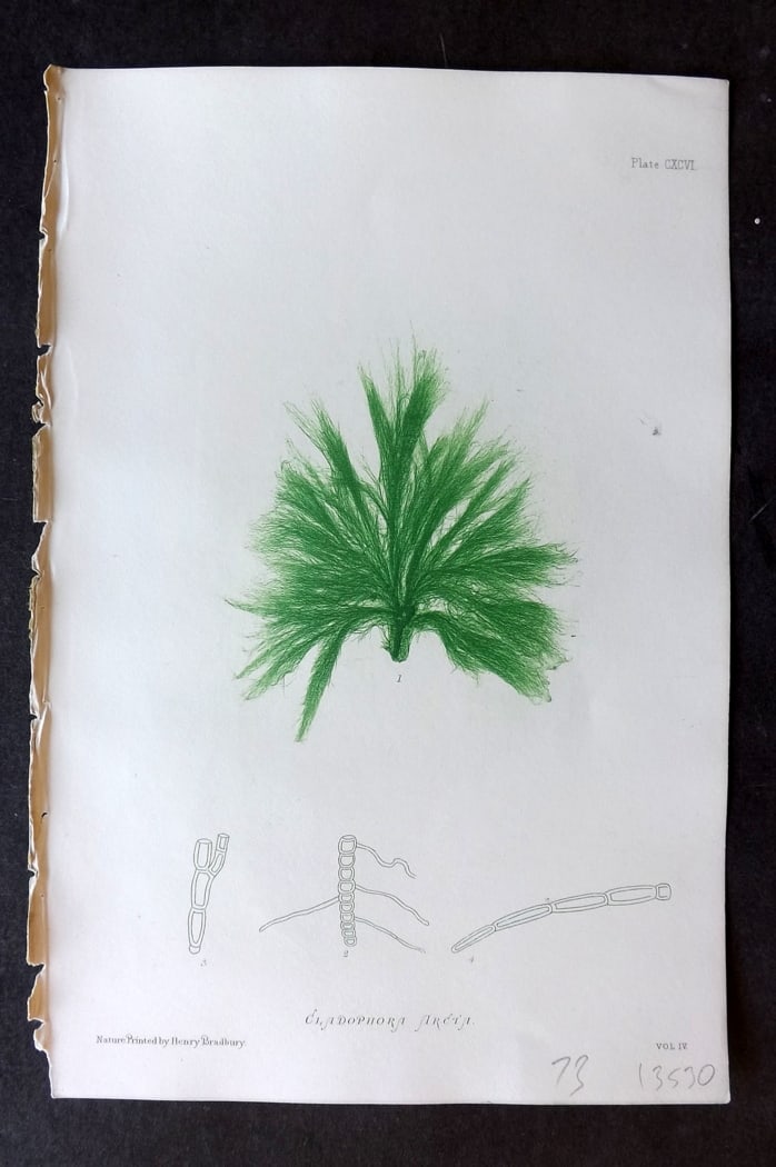 Bradbury 1859 Nature Printed Seaweed Print. Cladophora Arcia 196: Nature Printed Electrotype Published 1859 by Henry Bradbury, London for "The Nature-Printed British Sea-Weeds" by William Grosart Johnstone and Alexander Croall. Paper Size: 9 x 6 inch (24 x 16cm) Ink