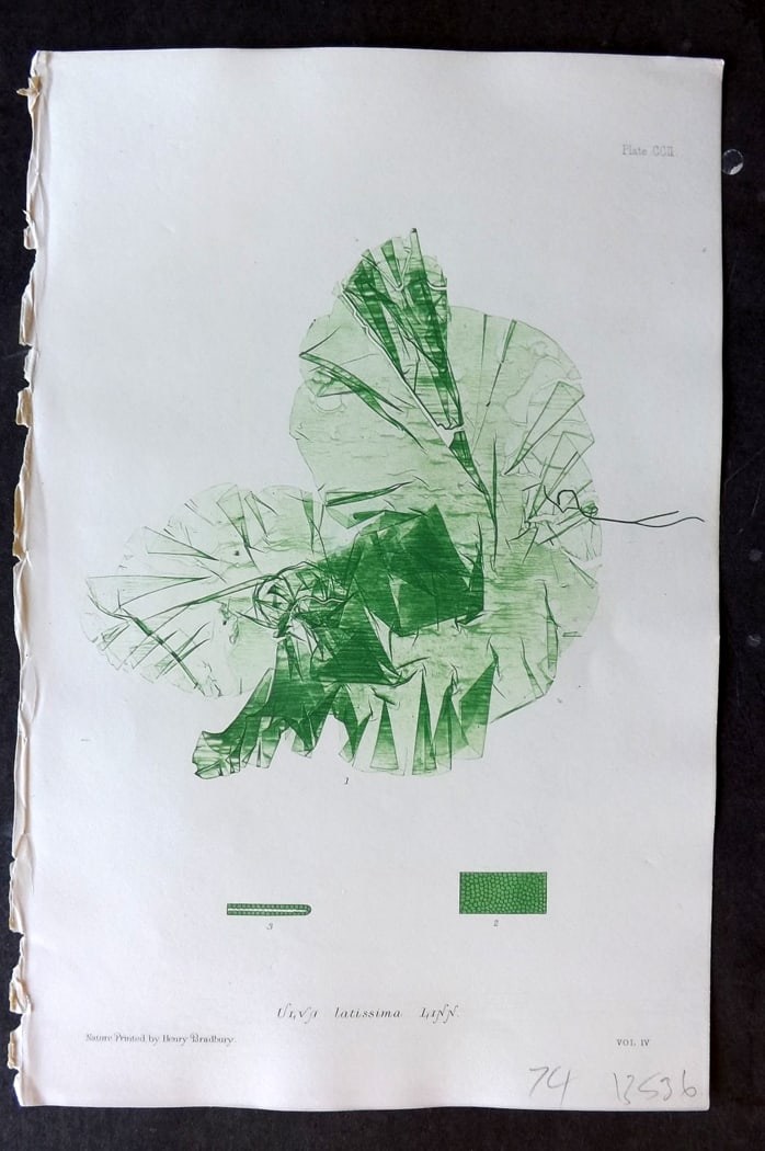 Bradbury 1859 Nature Printed Seaweed Print. Ulva Latissima 202: Nature Printed Electrotype Published 1859 by Henry Bradbury, London for "The Nature-Printed British Sea-Weeds" by William Grosart Johnstone and Alexander Croall. Paper Size: 9 x 6 inch (24 x 16cm) Ink