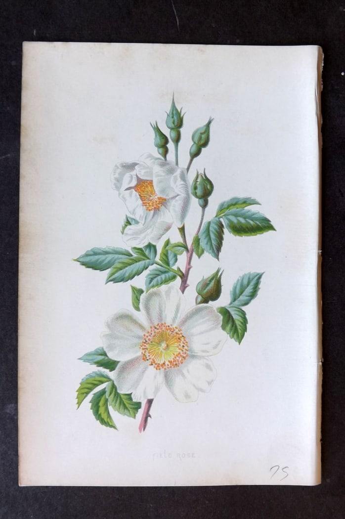 Hulme, F. Edward C1880 First Edition Botanical Print. Field Rose: Chromolithograph Published 1878-84, London for "Familiar Wild Flowers" First Edition by F. Edward Hulme & Shirley Hibberd. Paper Size: 7.5 x 5 inch (19 x 13cm) Very minor background toning. Good Condi