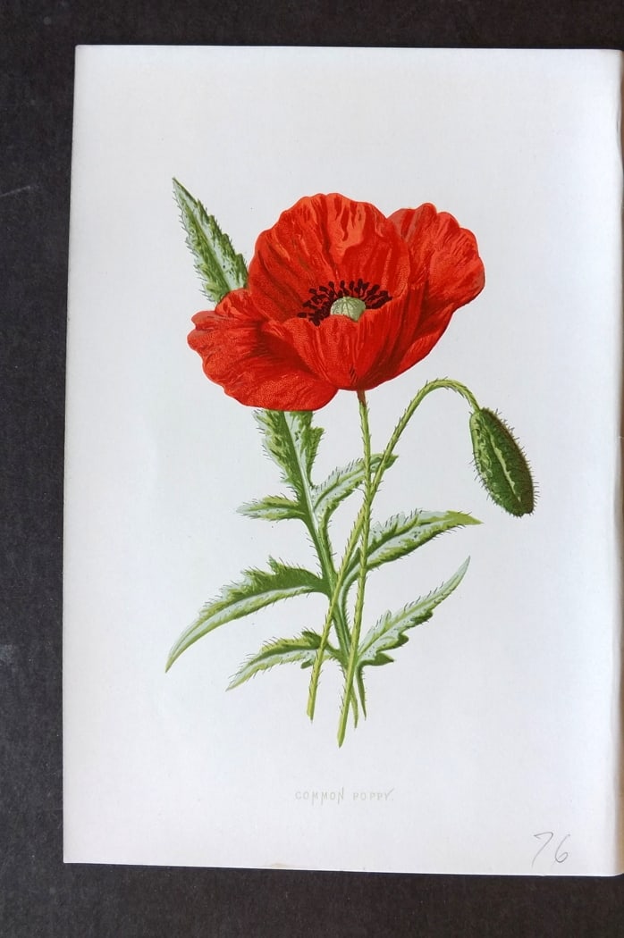 Hulme, F. Edward C1880 First Edition Botanical Print. Common Poppy (1 of 1)