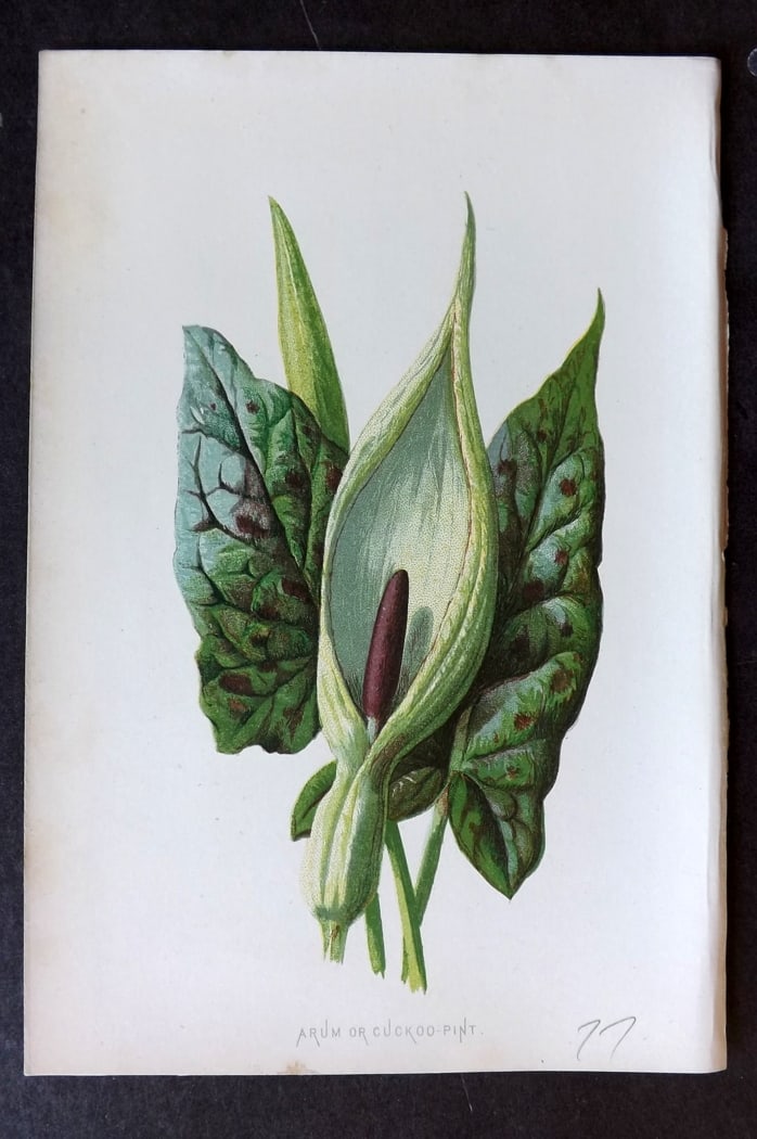 Hulme, F. Edward C1880 First Edition Botanical Print. Arum or Cuckoo Pint: Chromolithograph Published 1878-84, London for "Familiar Wild Flowers" First Edition by F. Edward Hulme & Shirley Hibberd. Paper Size: 7.5 x 5 inch (19 x 13cm) Good Condition