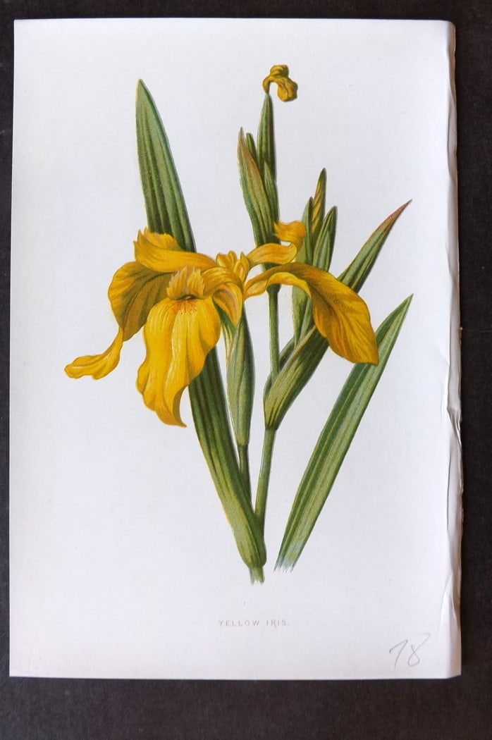 Hulme, F. Edward C1880 First Edition Botanical Print. Yellow Iris (1 of 1)