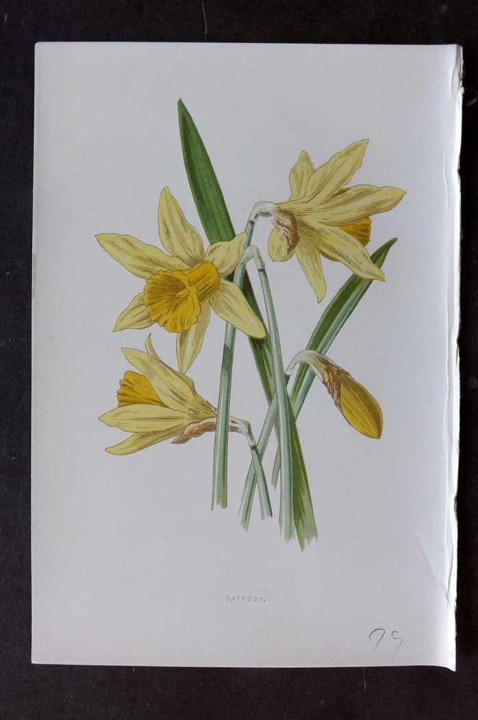 Hulme, F. Edward C1880 First Edition Botanical Print. Daffodil (1 of 1)