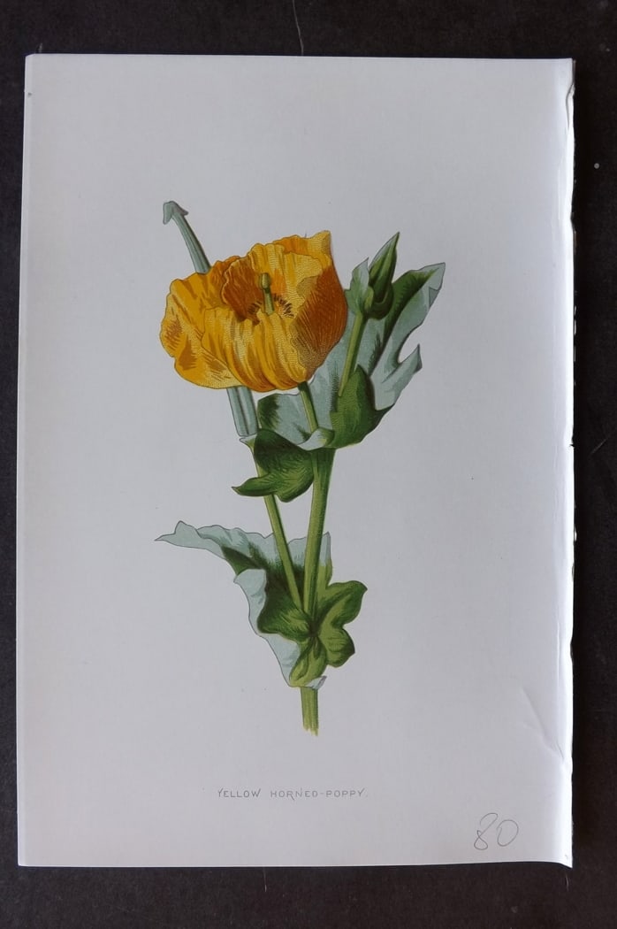 Hulme, F. Edward C1880 First Edition Botanical Print. Yellow Horned Poppy (1 of 1)