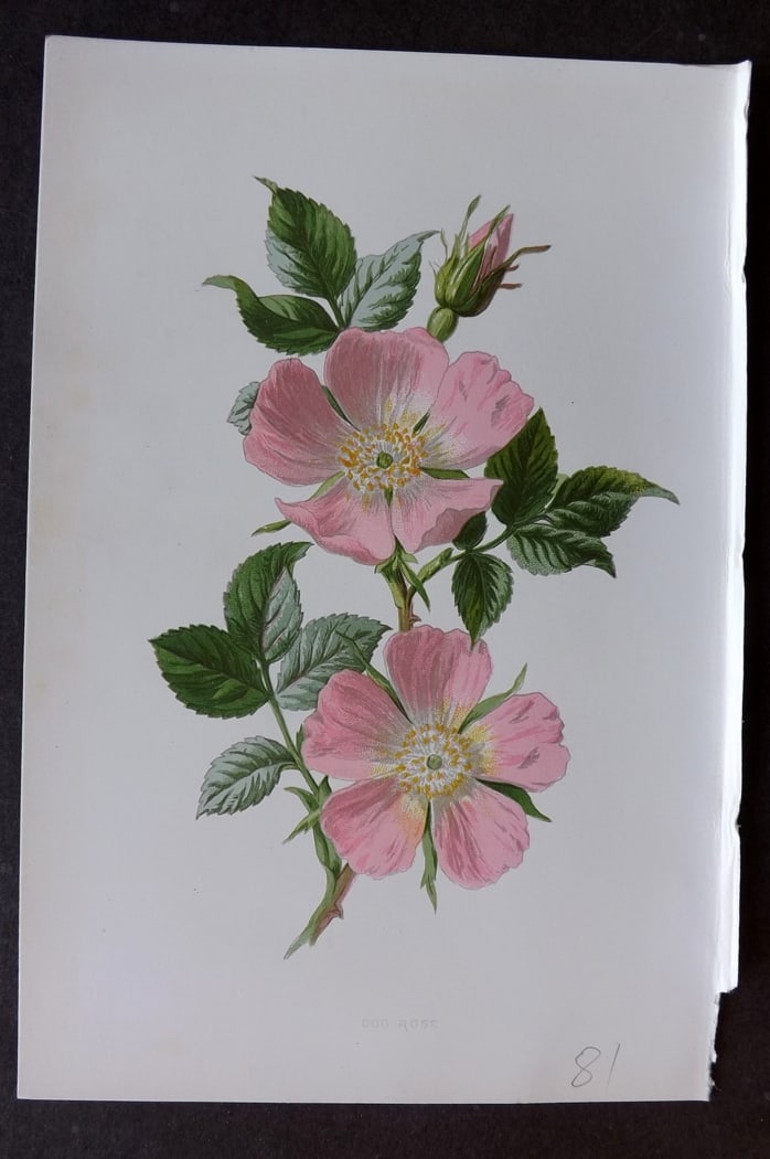 Hulme, F. Edward C1880 First Edition Botanical Print. Dog Rose (1 of 1)