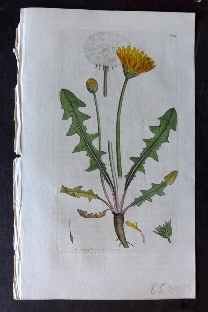 Sowerby, James 1799 Hand Col Botanical Print. Marsh Dandelion 553: Hand Colored Copper Plate Published London, 1790-1814 for "English Botany; or, Coloured Figures of British Plants..." First Edition by James Sowerby. With accompanying descriptive text. Paper Size: 9 
