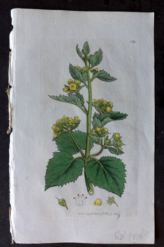 Sowerby, James 1799 Hand Col Botanical Print. Yellow Figwort 567 (1 of 1)