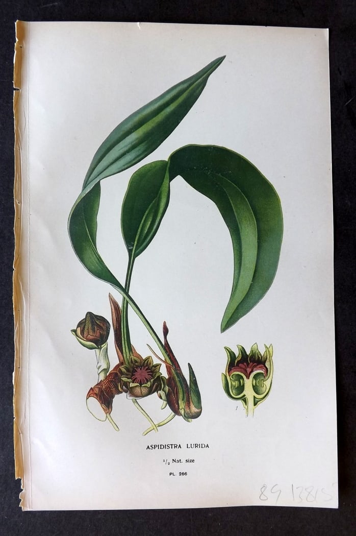 Step, Edward 1897 Antique Botanical Print. Aspidistra Lurida 266: Chromolithograph Published 1896-97 by Frederick Warne & Co., London for "Favourite Flowers of Garden and Greenhouse" by Edward Step and William Watson. Paper Size: 9.5 x 6 inch (24 x 15cm) Good Condit