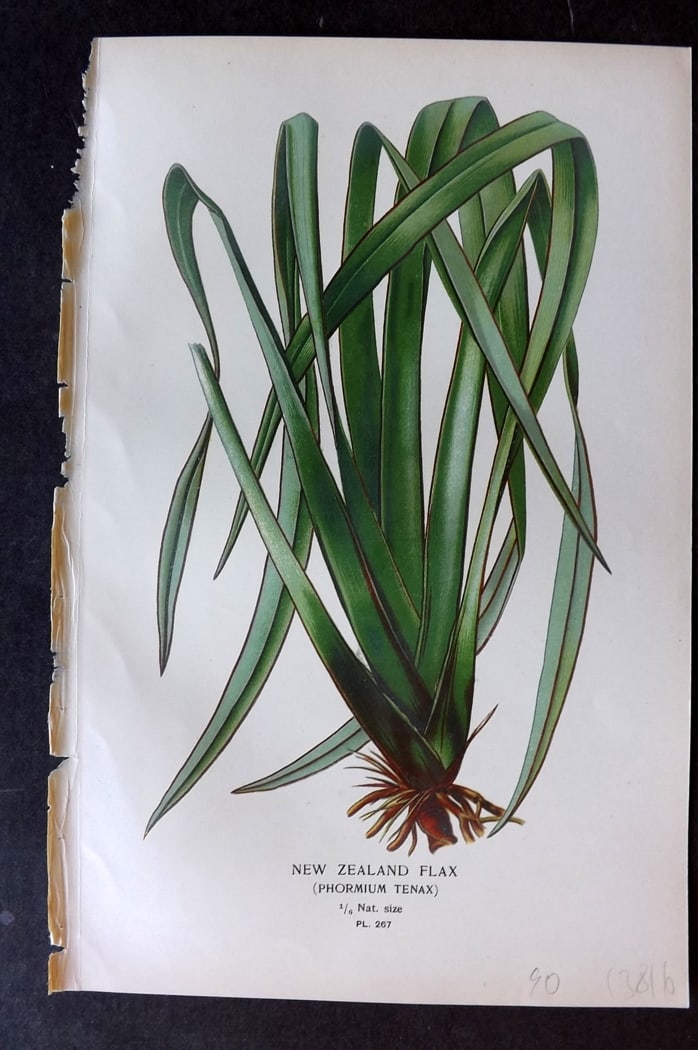 Step, Edward 1897 Antique Botanical Print. New Zealand Flax 267: Chromolithograph Published 1896-97 by Frederick Warne & Co., London for "Favourite Flowers of Garden and Greenhouse" by Edward Step and William Watson. Paper Size: 9.5 x 6 inch (24 x 15cm) Good Condit