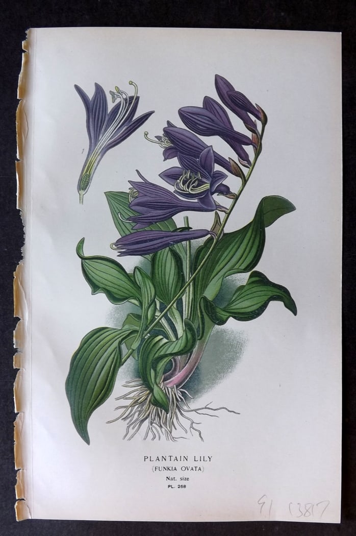 Step, Edward 1897 Antique Botanical Print. Plantain Lily 268: Chromolithograph Published 1896-97 by Frederick Warne & Co., London for "Favourite Flowers of Garden and Greenhouse" by Edward Step and William Watson. Paper Size: 9.5 x 6 inch (24 x 15cm) Good Condit