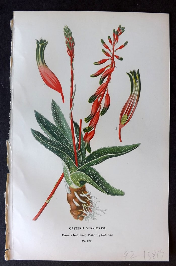 Step, Edward 1897 Antique Botanical Print. Gasteria Verrucosa 270: Chromolithograph Published 1896-97 by Frederick Warne & Co., London for "Favourite Flowers of Garden and Greenhouse" by Edward Step and William Watson. Paper Size: 9.5 x 6 inch (24 x 15cm) Good Condit