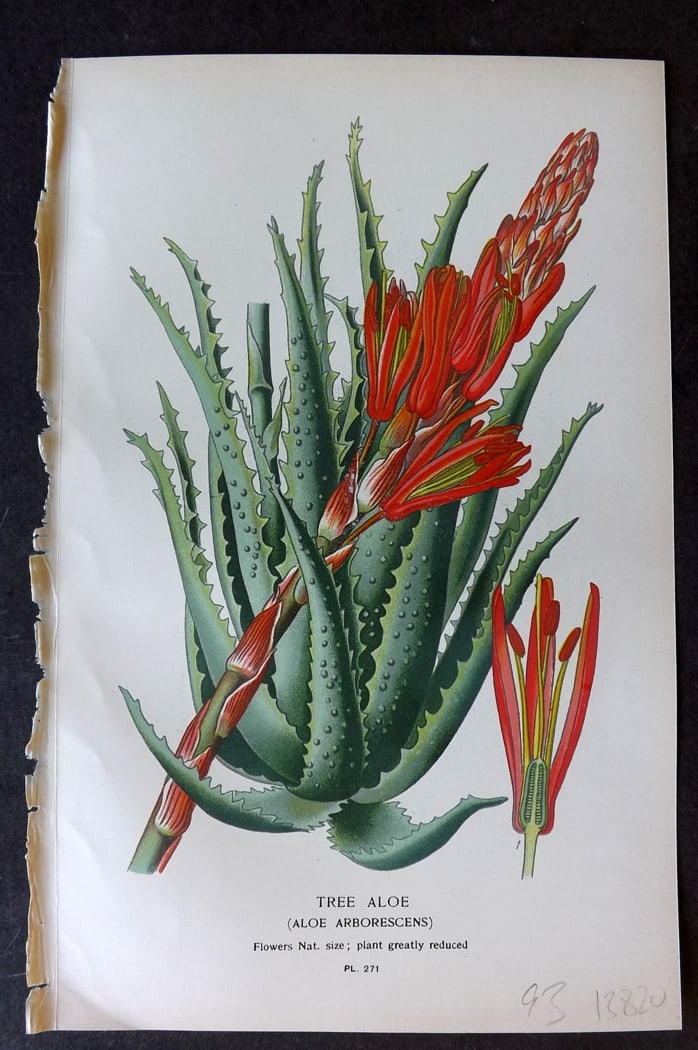 Step, Edward 1897 Antique Botanical Print. Tree Aloe 271: Chromolithograph Published 1896-97 by Frederick Warne & Co., London for "Favourite Flowers of Garden and Greenhouse" by Edward Step and William Watson. Paper Size: 9.5 x 6 inch (24 x 15cm) Good Condit
