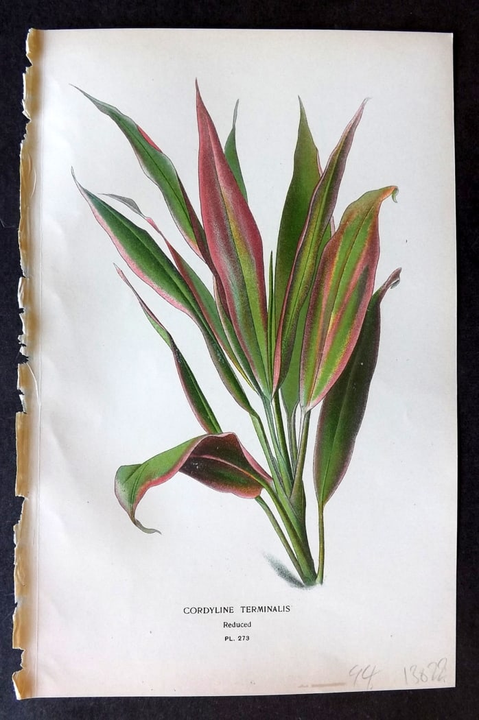Step, Edward 1897 Antique Botanical Print. Cordyline Terminalis 273: Chromolithograph Published 1896-97 by Frederick Warne & Co., London for "Favourite Flowers of Garden and Greenhouse" by Edward Step and William Watson. Paper Size: 9.5 x 6 inch (24 x 15cm) Good Condit