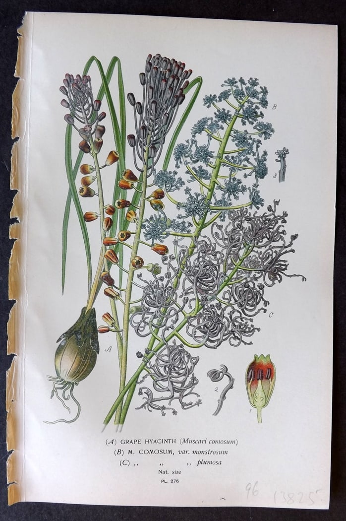 Step, Edward 1897 Antique Botanical Print. Grape Hyacinth 276: Chromolithograph Published 1896-97 by Frederick Warne & Co., London for "Favourite Flowers of Garden and Greenhouse" by Edward Step and William Watson. Paper Size: 9.5 x 6 inch (24 x 15cm) Good Condit